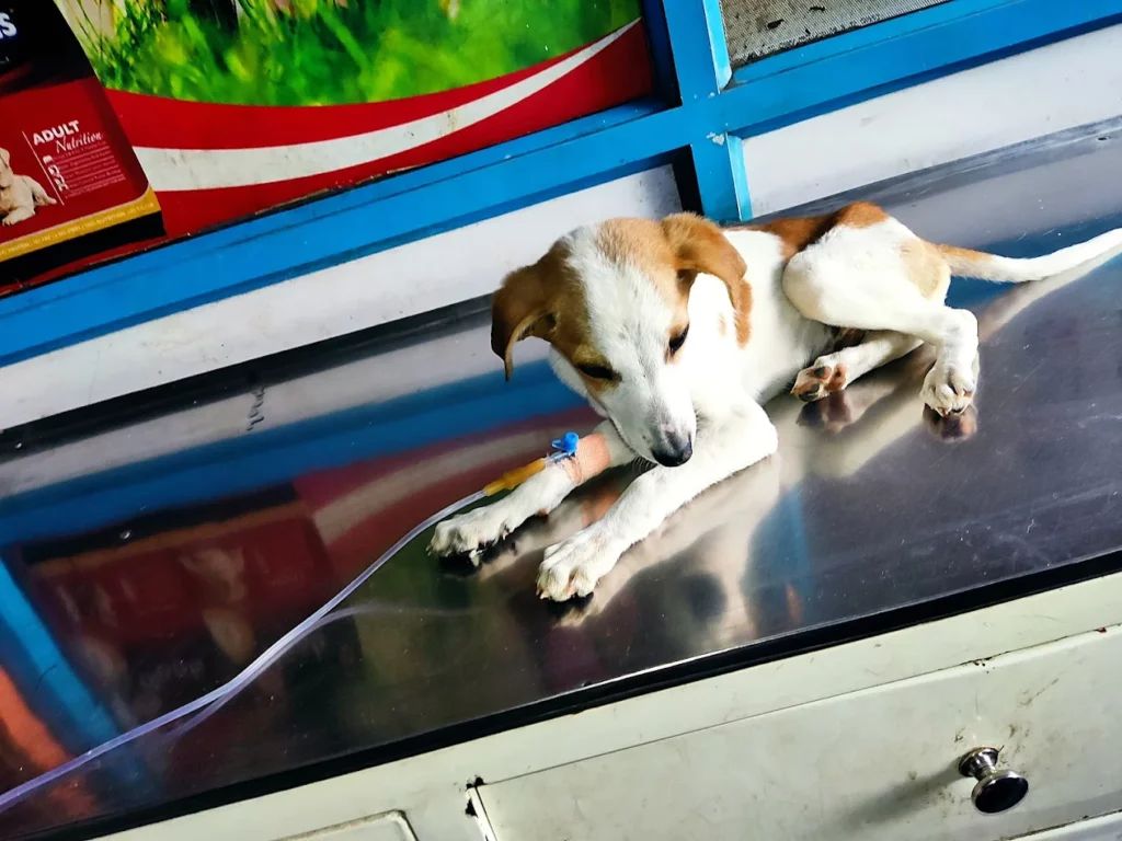 Dr Ramesh Dog The Pet Hospital, Tirumalagiri Veterinary Clinic in Tirumalagiri, Hyderabad — Facility Photo 4