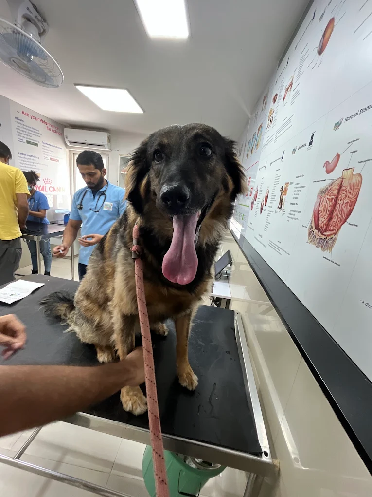 Cessna Lifeline Veterinary Hospital, Domlur Veterinary Clinic in Domlur, Bengaluru — Facility Photo 4