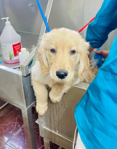 Faith Pet Clinic, Habsiguda Veterinary Clinic in Habsiguda, Hyderabad — Facility Photo 6