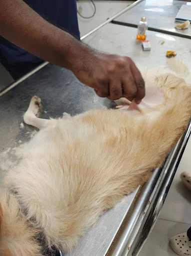 College Of Veterinary Science and Veterinary Hospital, Budwel Veterinary Clinic in Budwel, Hyderabad — Facility Photo 3