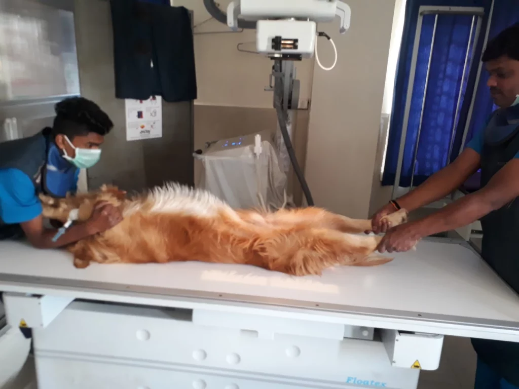 Cessna Lifeline Veterinary Hospital, Domlur Veterinary Clinic in Domlur, Bengaluru — Facility Photo 6