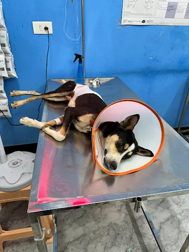 Paws & Hugs Animal Care Clinic Veterinary Clinic in Kamalanagar, Hyderabad — Facility Photo 6
