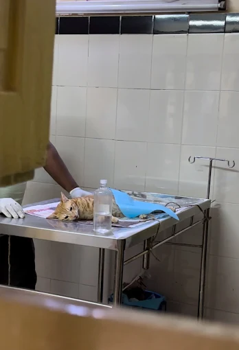 Government Veterinary Clinic, SG Palya Veterinary Clinic in SG Palya, Bengaluru — Facility Photo 6
