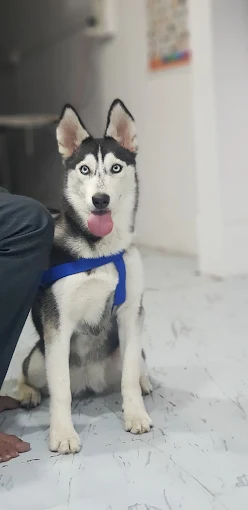 4 Paws Pet Clinic Veterinary Clinic in Muneshwara Nagar, Bengaluru — Facility Photo 4