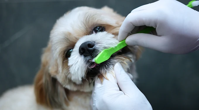 Vetic Pet Clinic Bannerghatta Road Veterinary Clinic in Bilekahalli, Bengaluru — Facility Photo 2