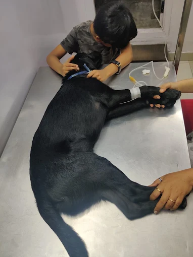 Westend Veterinary Hospital Veterinary Clinic in Mahalakshmipuram, Bengaluru — Facility Photo 3