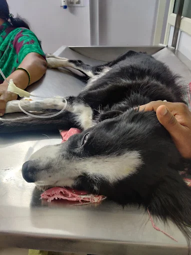 Westend Veterinary Hospital Veterinary Clinic in Mahalakshmipuram, Bengaluru — Facility Photo 6