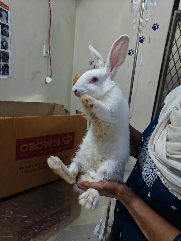 Pet Med Galaxy Veterinary Clinic Veterinary Clinic in Old Malakpet, Hyderabad — Facility Photo 6