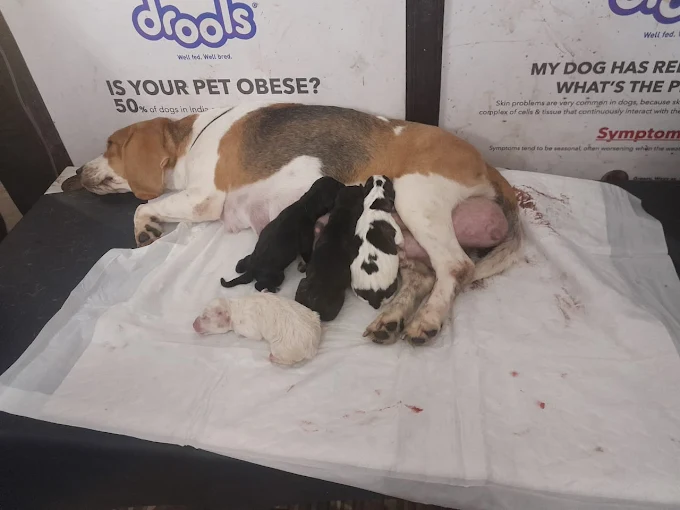 Anicare Pet Clinic, Sri Nagar Colony Veterinary Clinic in Sri Nagar Colony, Hyderabad — Facility Photo 2