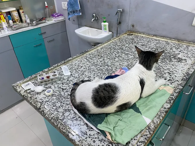 Dr. Amol’s Small Animal Surgery & Vaccinations Veterinary Clinic in Andheri West, Mumbai — Facility Photo 3