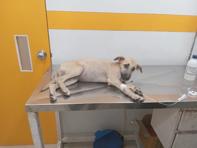 Dr. Prachi’s Cherish Veterinary Clinic Veterinary Clinic in Powai, Mumbai — Facility Photo 2