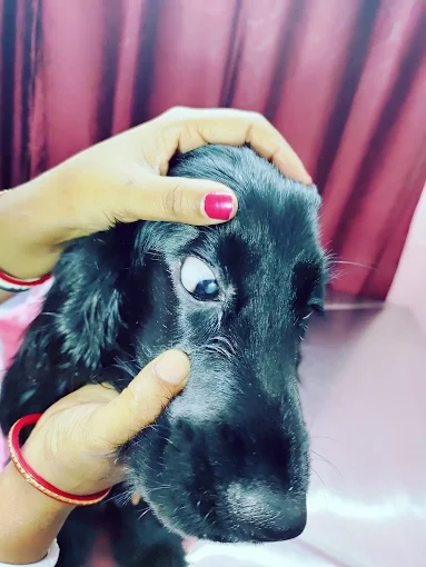 Dr. SK Naiar Badsha Veterinary Clinic in Tiljala, Kolkata — Facility Photo 3