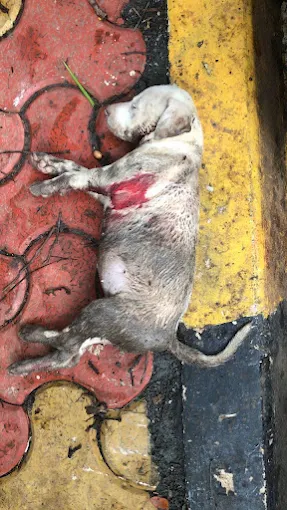 Dr.Hitesh Swali’s Animal Care Centre, Andheri West Veterinary Clinic in Mumbai — Facility Photo 3