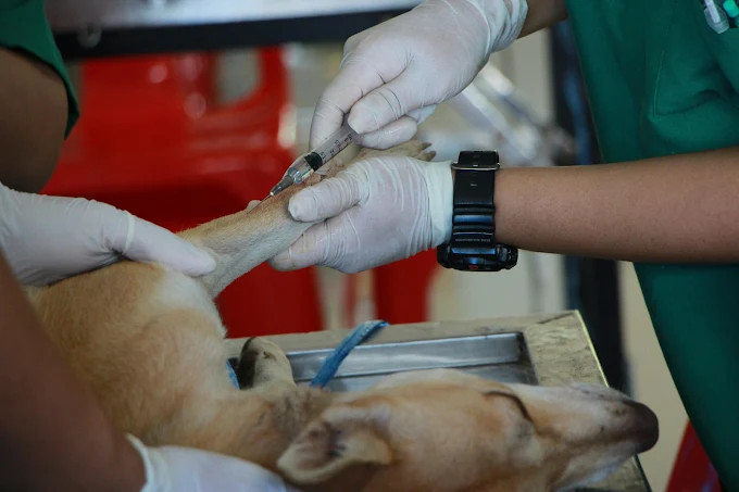 Ivy Paws Super Specialty veterinary Hospital, Sainikpuri Veterinary Clinic in Sainikpuri, Hyderabad — Facility Photo 2