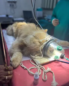 Pawsome Paws Veterinary Clinic in Ballygunge, Kolkata — Facility Photo 4