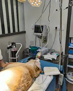 Pawsome Paws Veterinary Clinic in Ballygunge, Kolkata — Facility Photo 3