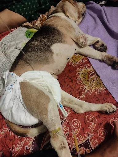 PET’S N VET’S, Keshab Chandra Sen Street Veterinary Clinic in keshab chandra sen street, Kolkata — Facility Photo 2