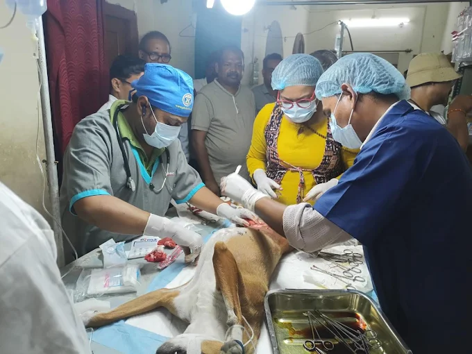 The Pets Detective Clinic and Grooming Center Veterinary Clinic in Salkia, Kolkata — Facility Photo 2