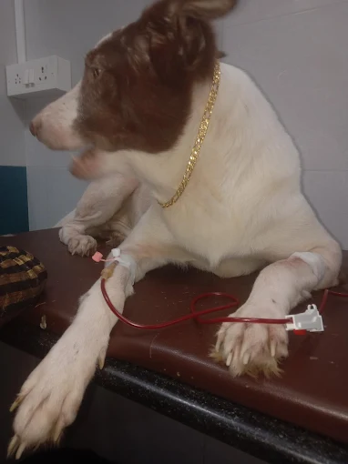 Top Dog Pets Clinic Veterinary Clinic in Andheri West, Mumbai — Facility Photo 2