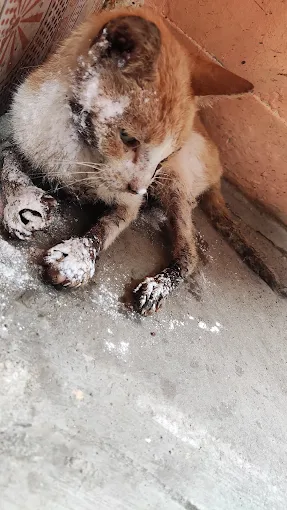 Vardhaman Sanskar Dham Jeevadaya Animal Ambulance Service Veterinary Clinic in Ghatkopar East, Mumbai — Facility Photo 2