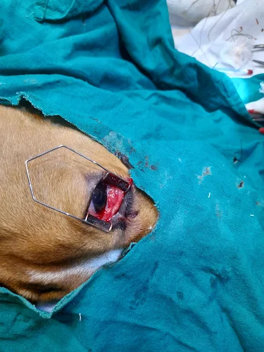Vet Aid Clinic, Liluah Veterinary Clinic in Liluah, Kolkata — Facility Photo 5