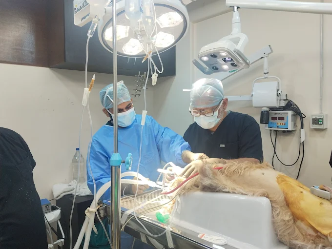 Zigly Petcare 24×7 Multi-Speciality Pet Hospital Veterinary Clinic in Khar West, Mumbai — Facility Photo 4