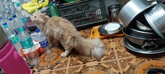 Mahim Pet Clinic Veterinary Clinic in Mahim, Mumbai — Facility Photo 2