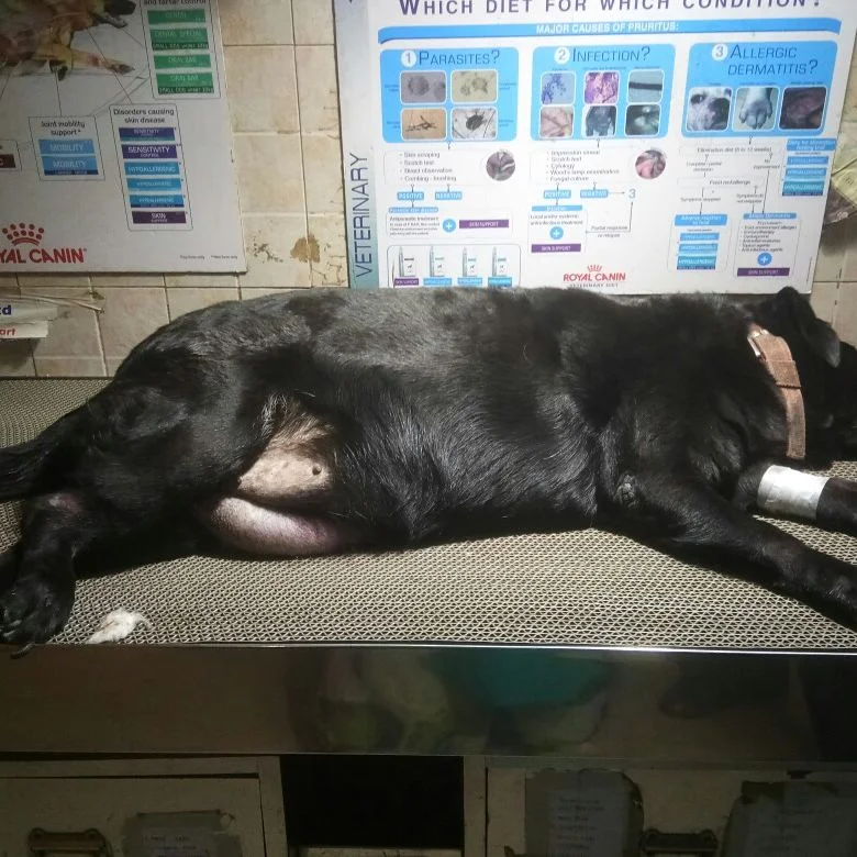 Animal Care Clinic, AS Rao Nagar Veterinary Clinic in AS Rao Nagar, Hyderabad — Facility Photo 3