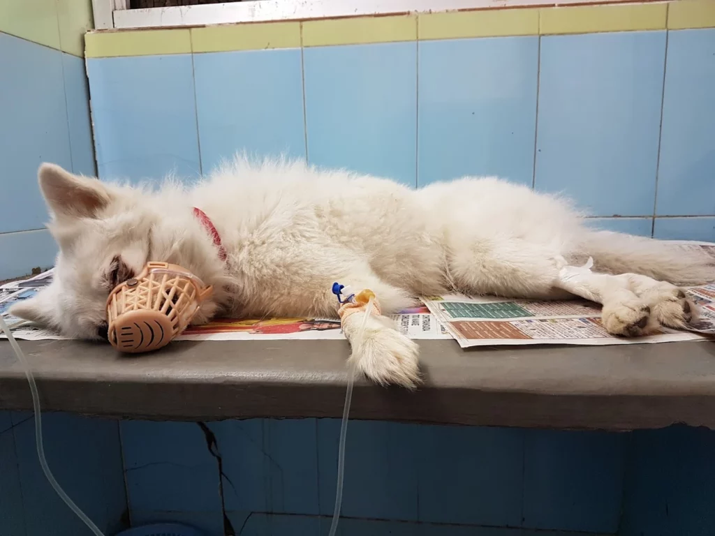Animal Care Clinic, AS Rao Nagar Veterinary Clinic in AS Rao Nagar, Hyderabad — Facility Photo 7