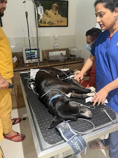 Happy Tails Emergency Clinic, Chembur Veterinary Clinic in Chembur, Mumbai — Facility Photo 3
