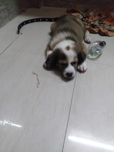 Dr. Sushma Suryawanshi Veterinarian Dog & Cat Veterinary Clinic in Prabhadevi, Mumbai — Facility Photo 3
