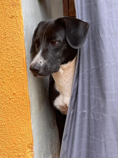Happy Tails Emergency Clinic, Chembur Veterinary Clinic in Chembur, Mumbai — Facility Photo 4