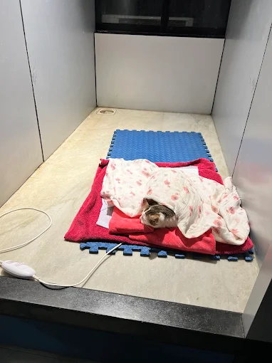 SUPERPETS – A VETERINARY MULTI-SPECIALITY LLP 24×7 Best In Mumbai Veterinary Clinic in Khar West, Mumbai — Facility Photo 10
