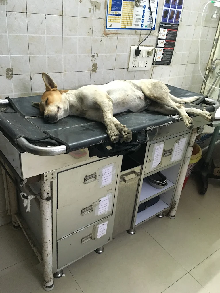 Animal Care Clinic, AS Rao Nagar Veterinary Clinic in AS Rao Nagar, Hyderabad — Facility Photo 12