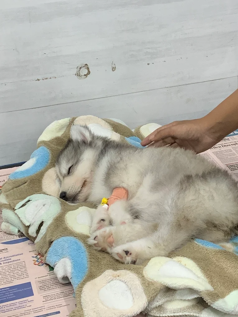 Animal Care Clinic, AS Rao Nagar Veterinary Clinic in AS Rao Nagar, Hyderabad — Facility Photo 13