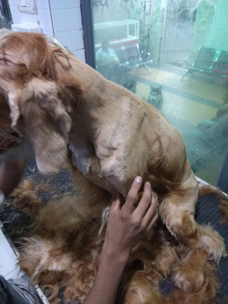 Animal Care Clinic, AS Rao Nagar Veterinary Clinic in AS Rao Nagar, Hyderabad — Facility Photo 14