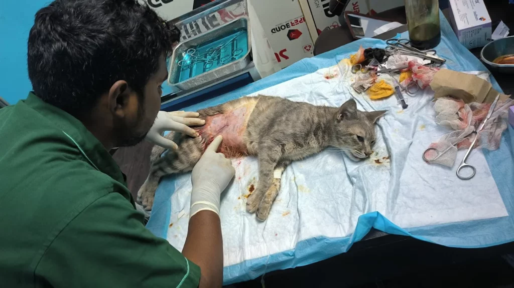 24×7 Petlife Clinic, Seelampur Veterinary Clinic in Seelampur, Delhi — Facility Photo 5