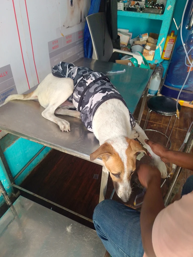 24×7 Petlife Clinic, Seelampur Veterinary Clinic in Seelampur, Delhi — Facility Photo 4