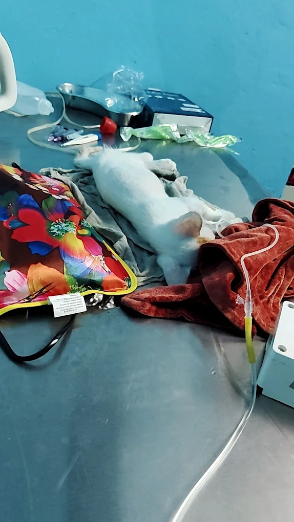 24×7 Petlife Clinic, Seelampur Veterinary Clinic in Seelampur, Delhi — Facility Photo 3