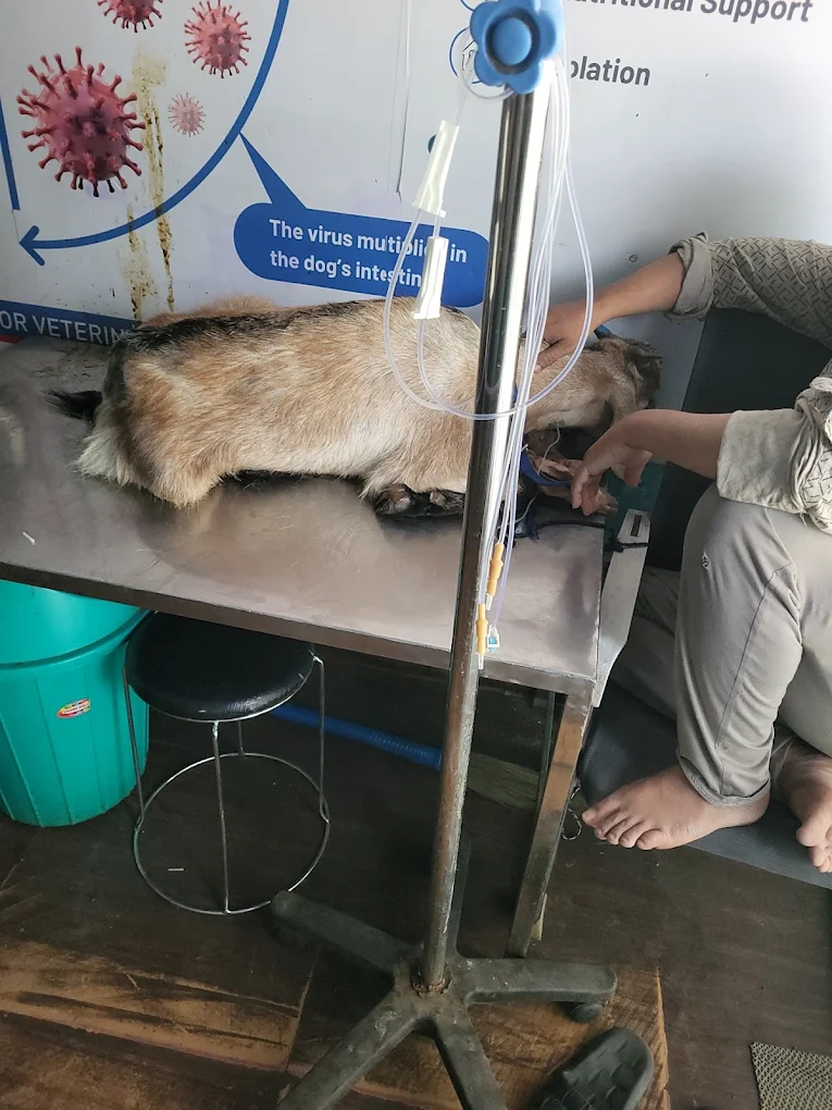 24×7 Petlife Clinic, Seelampur Veterinary Clinic in Seelampur, Delhi — Facility Photo 2