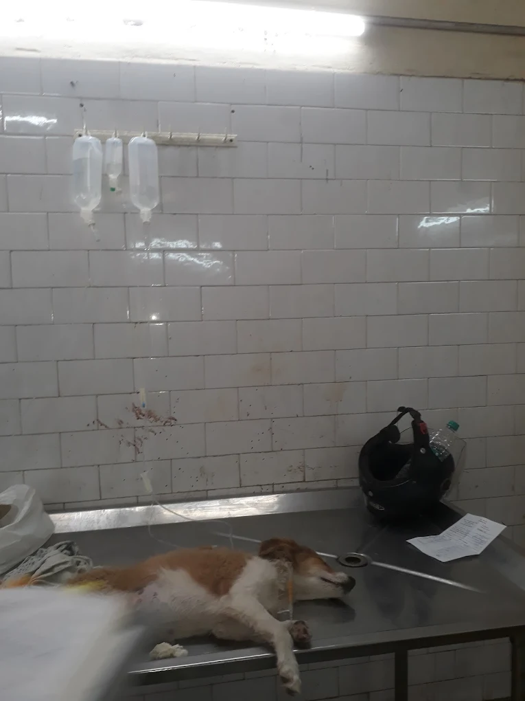 Animal Hospital, Tis Hazari Veterinary Clinic in Tis Hazari, Delhi — Facility Photo 9