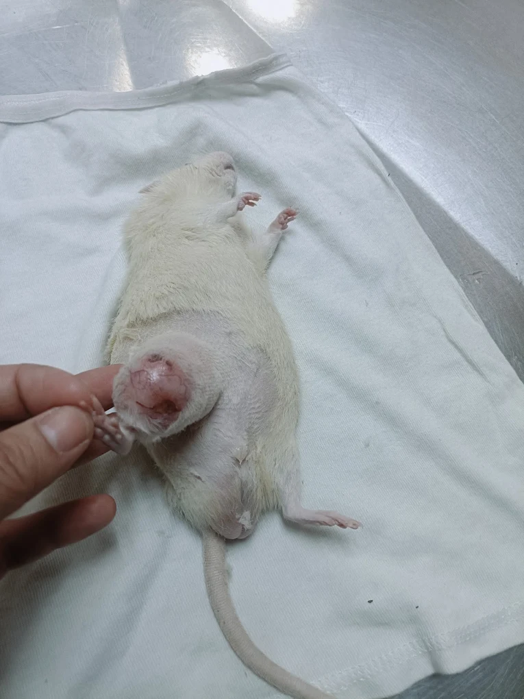 Animal Hospital, Tis Hazari Veterinary Clinic in Tis Hazari, Delhi — Facility Photo 6