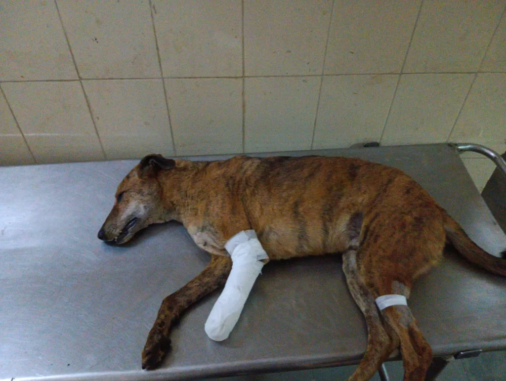 Animal Hospital, Tis Hazari Veterinary Clinic in Tis Hazari, Delhi — Facility Photo 4