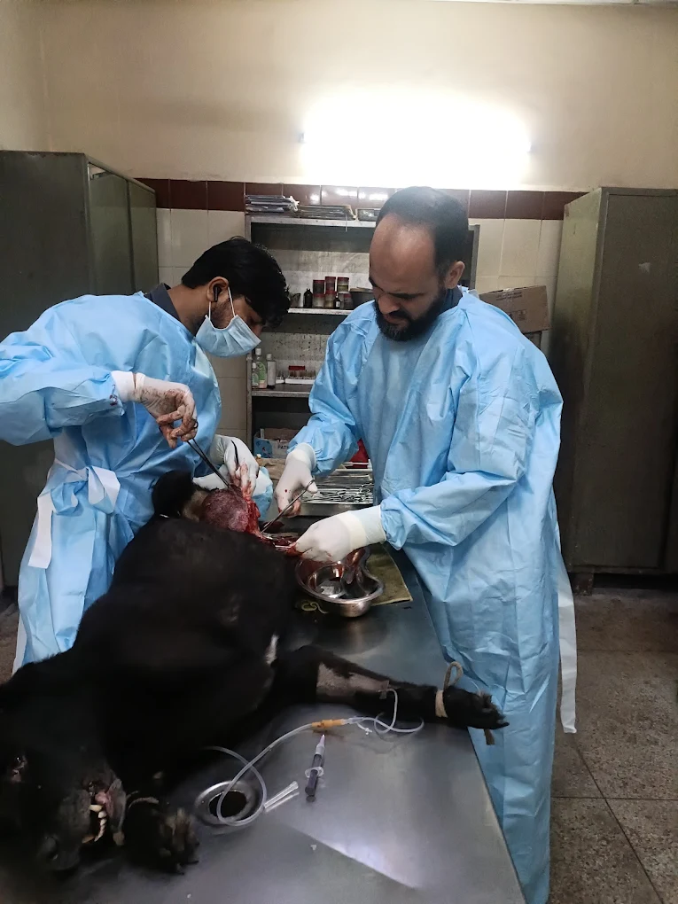 Animal Hospital, Tis Hazari Veterinary Clinic in Tis Hazari, Delhi — Facility Photo 2