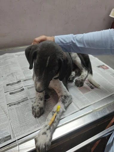 Creative Veterinary Hospital, Shahdara Veterinary Clinic in Shahdara, Delhi — Facility Photo 3