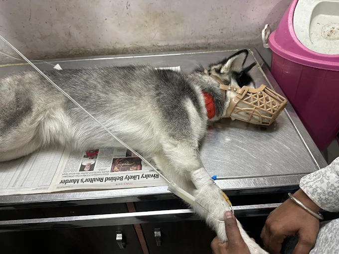 Creative Veterinary Hospital, Shahdara Veterinary Clinic in Shahdara, Delhi — Facility Photo 2
