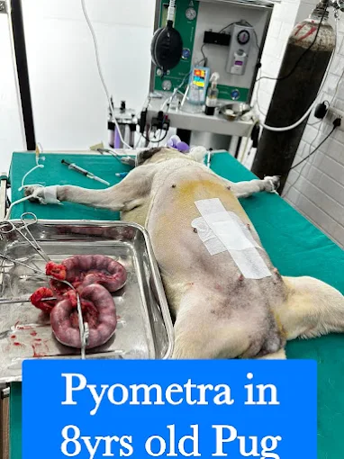 Cure and Care Pet Clinic, Dwarka Veterinary Clinic in Dwarka, Delhi — Facility Photo 4
