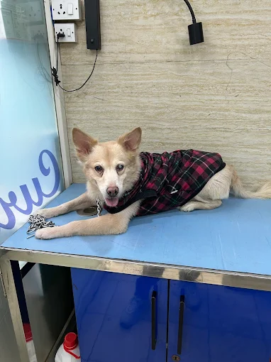 Cure and Care Pet Clinic, Dwarka Veterinary Clinic in Dwarka, Delhi — Facility Photo 3