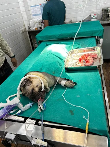 Cure and Care Pet Clinic, Dwarka Veterinary Clinic in Dwarka, Delhi — Facility Photo 2