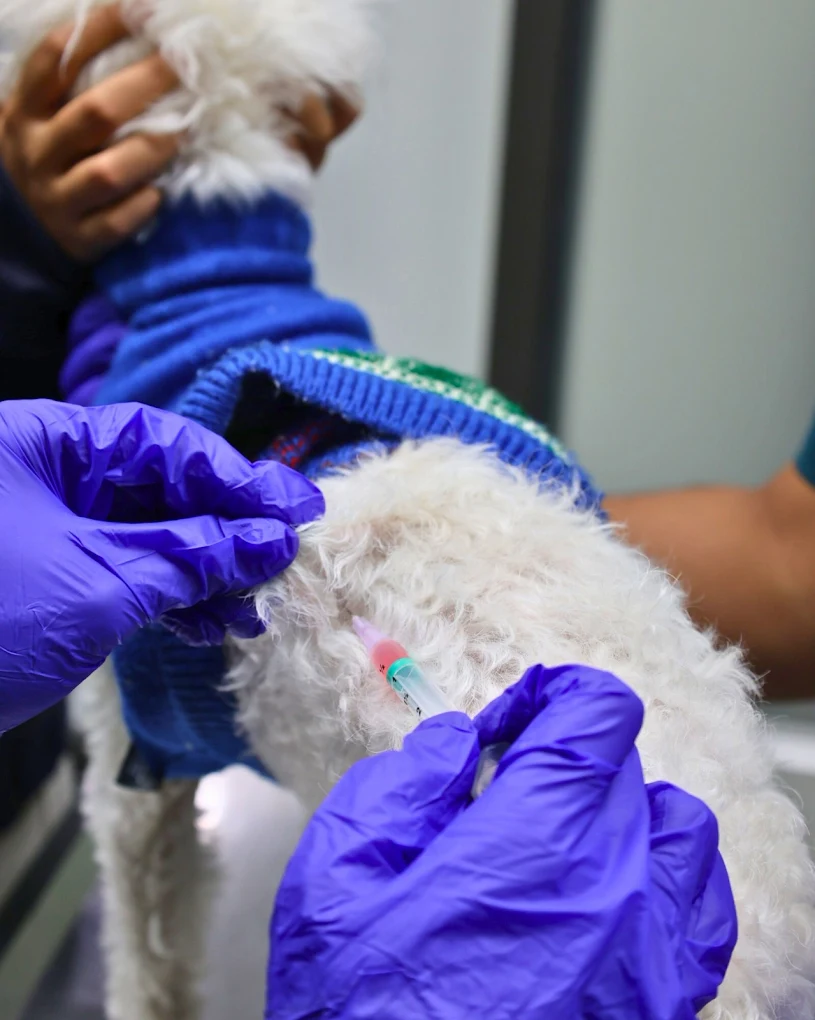 DCC Animal Hospital & Petcare, Masjid Moth Village Veterinary Clinic in Masjid Moth Village, Delhi — Facility Photo 4